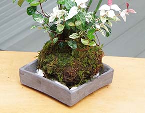 トクサ・初雪カズラ苔玉焼締角器h