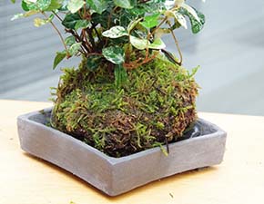 トクサ・初雪カズラ苔玉焼締角器i