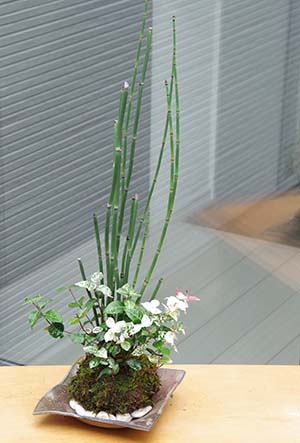 トクサ・初雪カズラ苔玉金山焼c