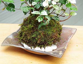 トクサ・初雪カズラ苔玉金山焼h
