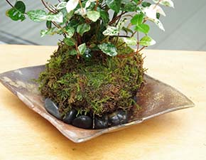 トクサ・初雪カズラ苔玉金山焼i