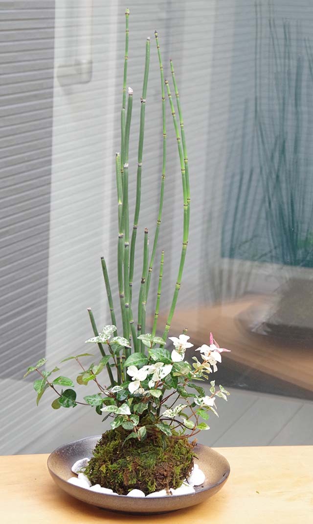 トクサ・初雪カズラ苔玉m