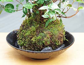 トクサ・初雪カズラ苔玉h
