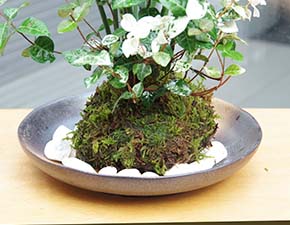 トクサ・初雪カズラ苔玉i