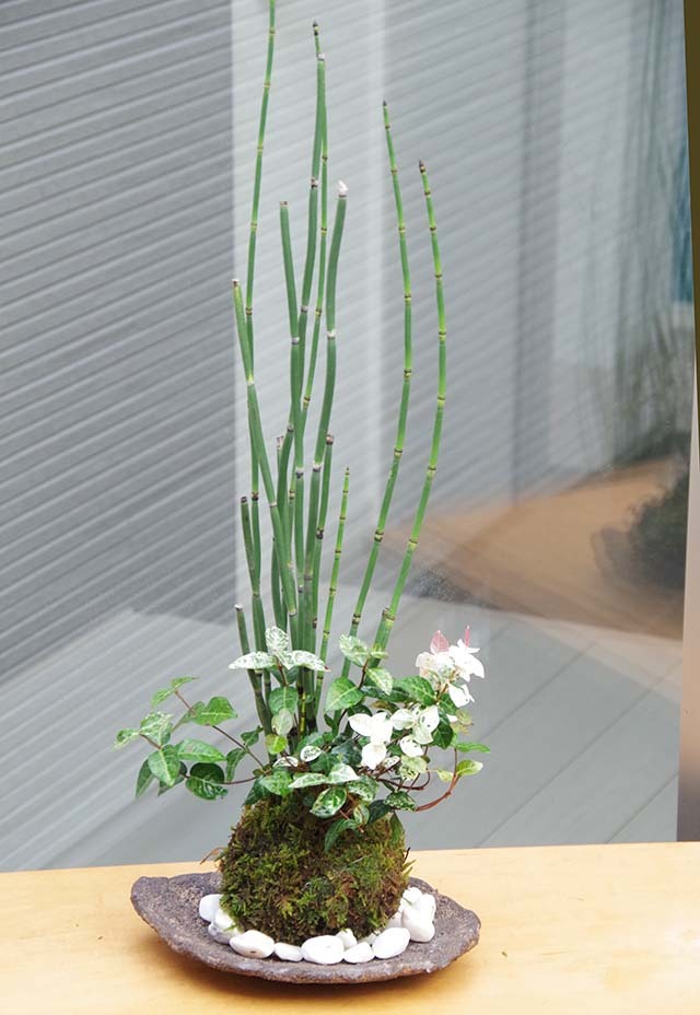 トクサ・初雪カズラ苔玉くらま岩噐m