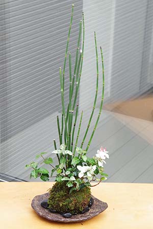 トクサ・初雪カズラ苔玉くらま岩噐c