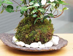 トクサ・初雪カズラ苔玉くらま岩噐h