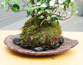 トクサ・初雪カズラ苔玉くらま岩噐i