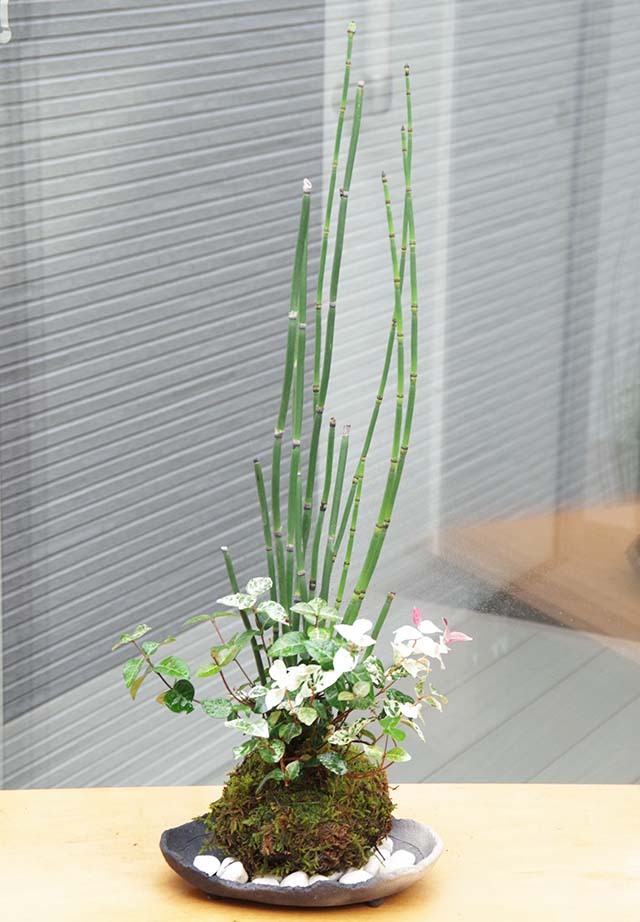トクサ・初雪カズラ苔玉炭化焼締鉢m