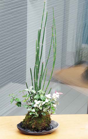 トクサ・初雪カズラ苔玉炭化焼締鉢c