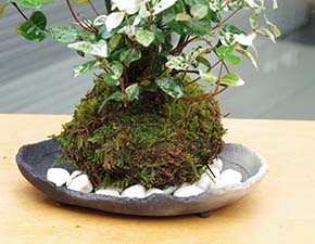 トクサ・初雪カズラ苔玉炭化焼締鉢h