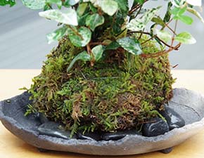 トクサ・初雪カズラ苔玉炭化焼締鉢i