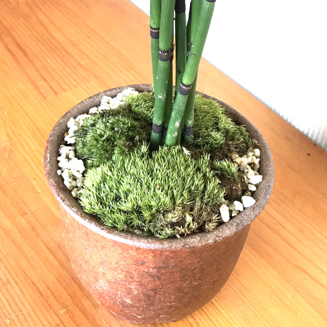 トクサ盆栽