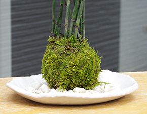 トクサ苔玉楕円白粉引器2016h