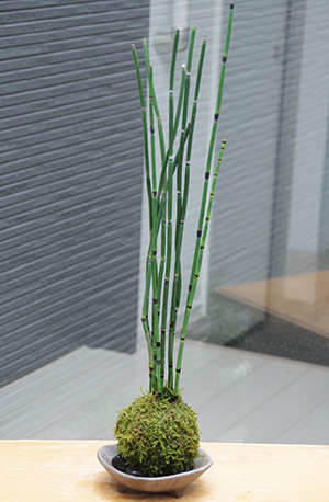 トクサ苔玉三つ足灰器2014c