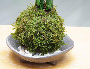 トクサ苔玉三つ足灰器2014h