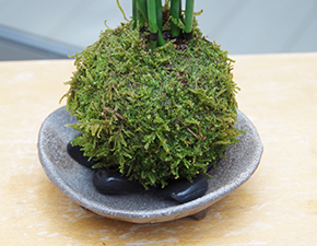 トクサ苔玉三つ足灰器2014i