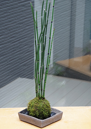 トクサ苔玉焼締角器2014c