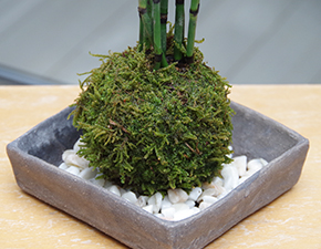トクサ苔玉焼締角器2014h