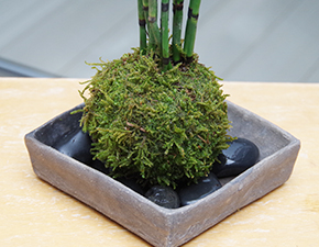 トクサ苔玉焼締角器2014i