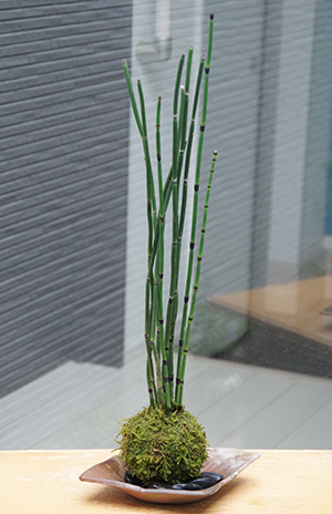 トクサ苔玉金山焼締2014c