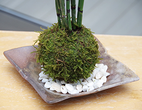 トクサ苔玉金山焼締2014h