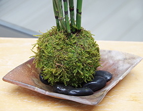 トクサ苔玉金山焼締2014i