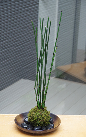 トクサ苔玉2014c