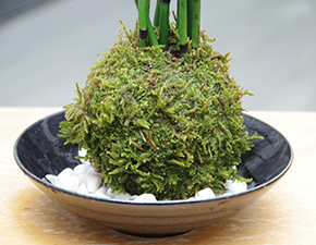 トクサ苔玉2014h