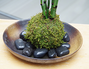 トクサ苔玉2014i