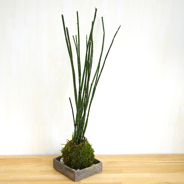 トクサ苔玉2016焼締角器