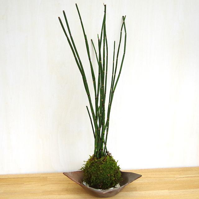トクサ苔玉2016焼締茶器