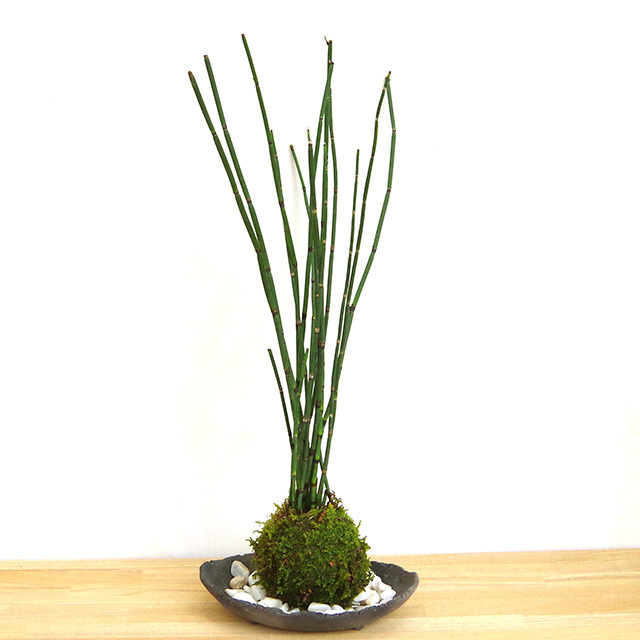 トクサ苔玉2016炭化焼締器