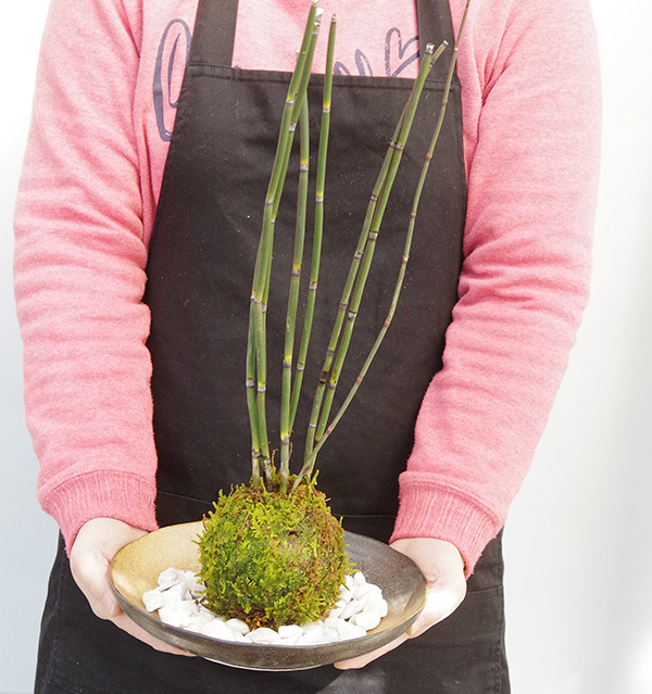 トクサ苔玉