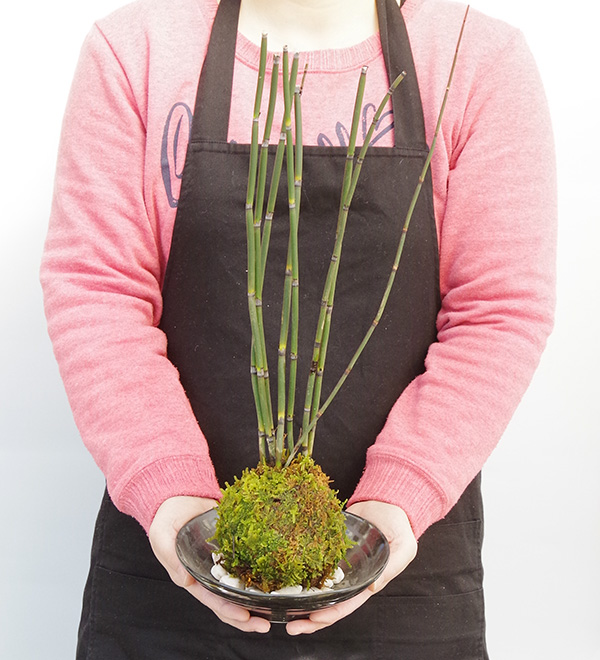トクサ苔玉