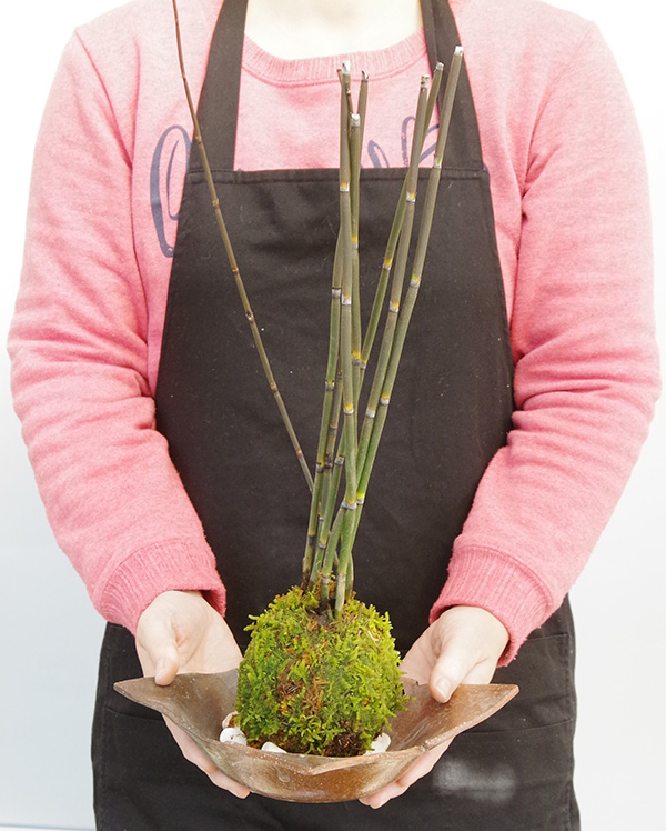 トクサ苔玉