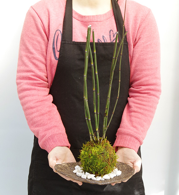 トクサ苔玉