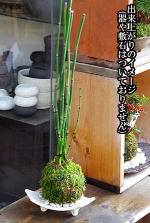 トクサ苔玉キット2013c