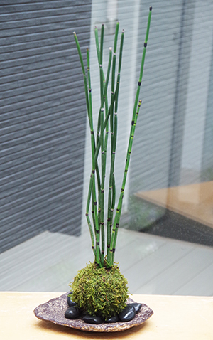 トクサ苔玉くらま岩器2014c