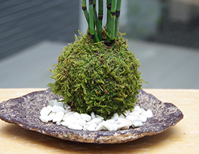 トクサ苔玉くらま岩器2014h