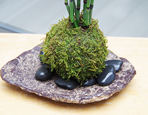 トクサ苔玉くらま岩器2014i
