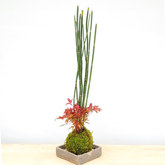 トクサ南天苔玉