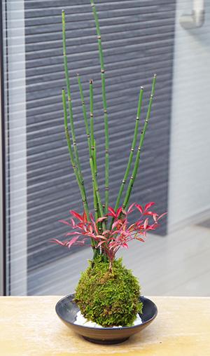 トクサ南天の苔玉2015c