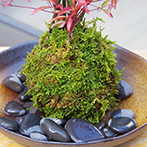 トクサ南天の苔玉2015d