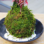 トクサ南天の苔玉2015e
