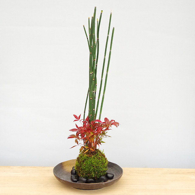 お正月飾りに！縁起良い植物を使った迎春盆栽・苔玉