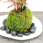 トクサ南天苔玉