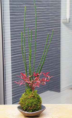 トクサ南天苔玉三つ足灰器2015c