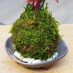 トクサ南天苔玉三つ足灰器2015d