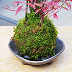 トクサ南天苔玉三つ足灰器2015e